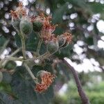 Sorbus intermedia Fruit