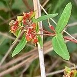 Euphorbia nutans Floro