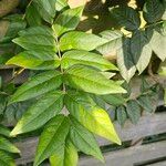 Wisteria frutescens Leaf