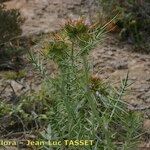 Galactites duriaei Libunga