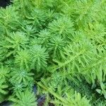 Myriophyllum aquaticum Leaf