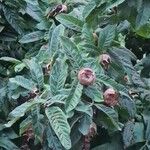 Crataegus germanica Fruit