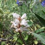 Orobanche picridis Flower