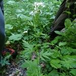 Achillea macrophylla Облик