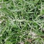 Poa annua 整株植物