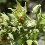 Rubus apetalus Blomst