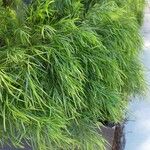 Acacia cognata Fuelha