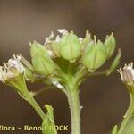 Iberis procumbens Ffrwyth