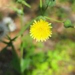 Sonchus oleraceusKvět