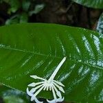 Faramea corymbosa 花