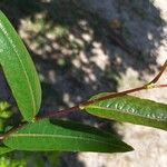 Terminalia arjuna Leaf