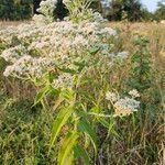 Eupatorium perfoliatumFlower