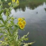 Tephroseris palustris Fula