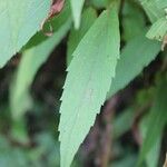 Ageratina riparia Leaf