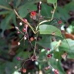 Talinum paniculatum Meyve