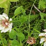Trifolium pallescens 花
