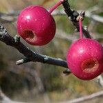 Malus baccata Плод