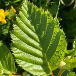 Alnus alnobetula Liść