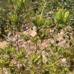 Cordylanthus rigidus برگ