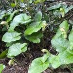 Arisarum vulgareFulla