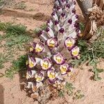 Cistanche violacea Habit