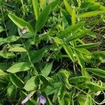 Vicia bithynica Leaf