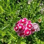 Dianthus barbatusKvet