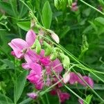 Lathyrus tuberosus फूल