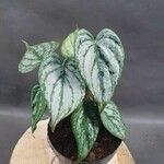 Philodendron brandtianum पत्ता