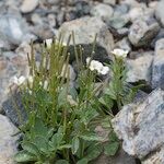Cardamine plumieri Libunga