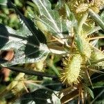 Xanthium spinosum Fruto