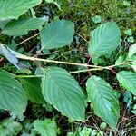 Cornus macrophylla Deilen