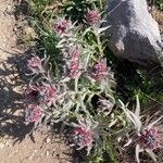 Cynoglossum magellense Flor
