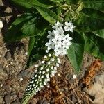 Lysimachia clethroides फूल