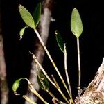 Dendrobium aemulum Leaf