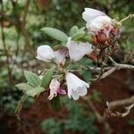 Rhododendron selense