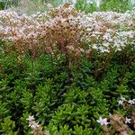 Sedum album Habitat