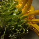 Grindelia integrifolia 花