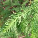 Taxodium distichum برگ