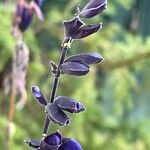 Salvia guaranitica Flor