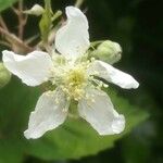 Rubus caesiusBlomst