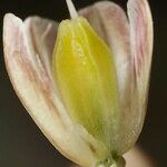 Allium pallens Vrucht