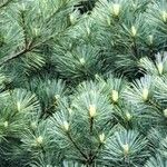 Pinus peuce Листок