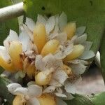 Calyptrochilum emarginatum Λουλούδι