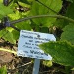 Clematis heracleifolia Прочее