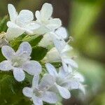 Valeriana locusta 花