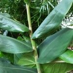 Hedychium gardnerianum Feuille