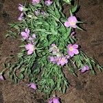 Sabatia campestris Flower