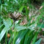 Cedronella canariensis Frukto