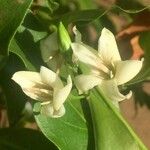 Kraussia floribunda Flor